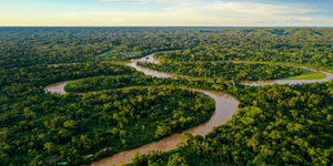 El Corazón del Planeta: Un Viaje por la Selva mazónica