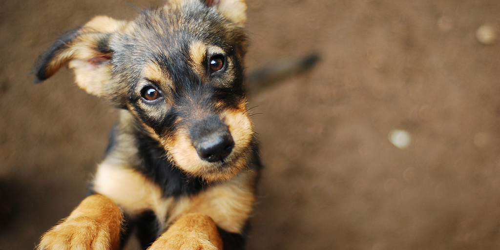 Adopción de Mascotas: Dar la Bienvenida a un Amigo Peludo