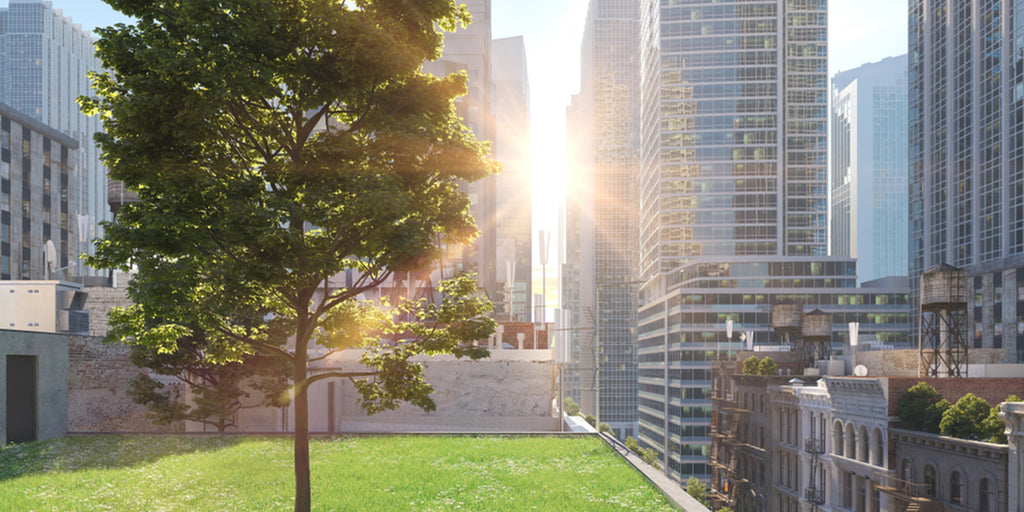 La Azotea Verde Más Grande de México