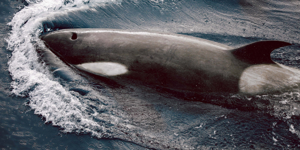 ¿Qué Pasó con la Orca en el Sena?