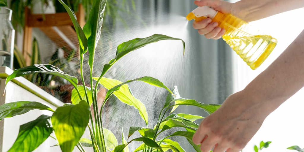 Plantas que Refrescan tu Hogar